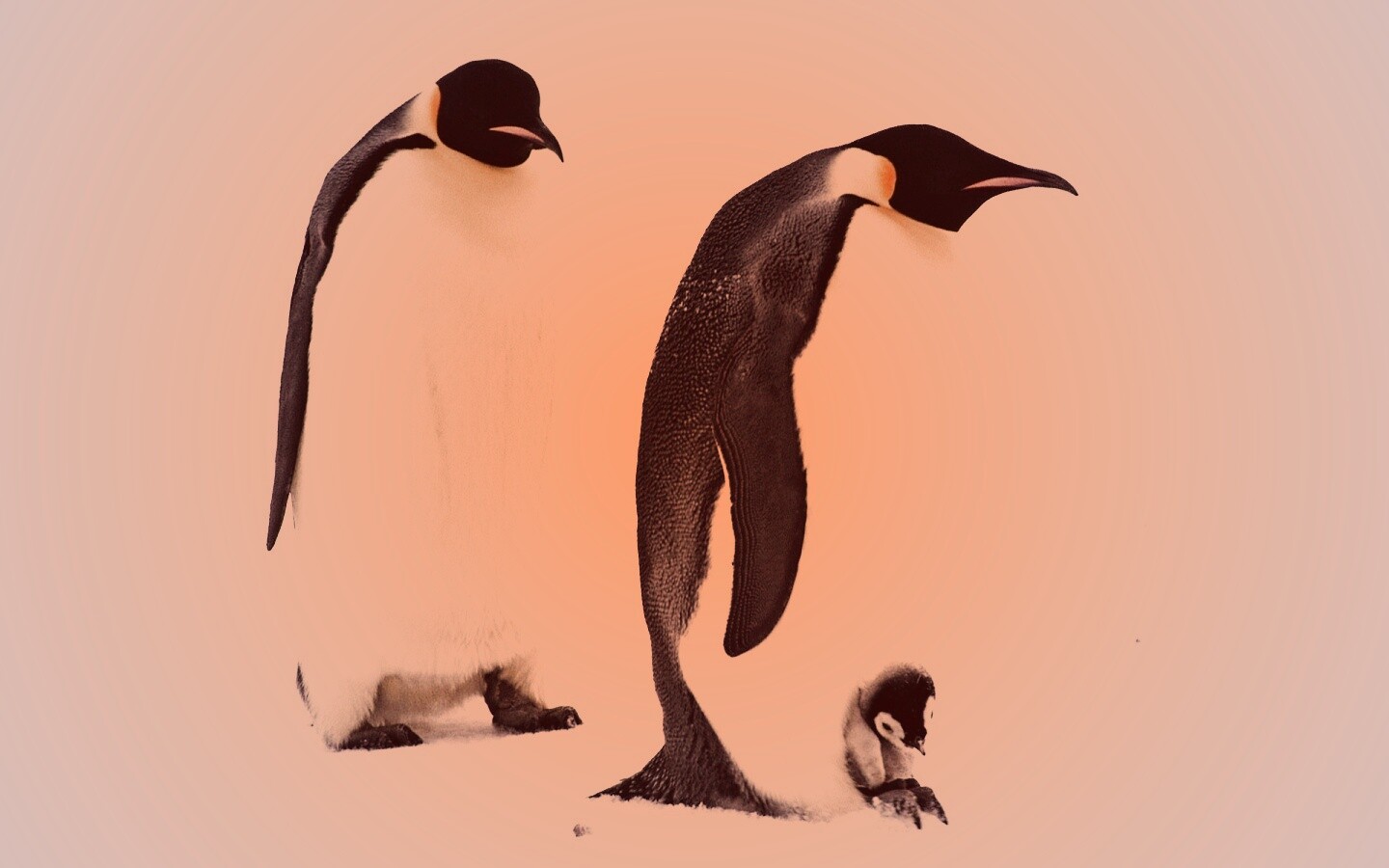 Семья пингвинов обои