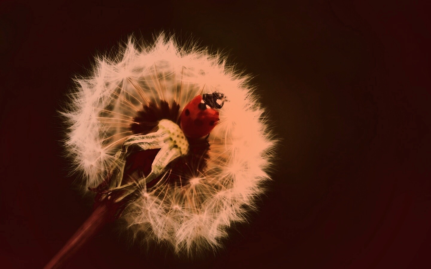 Божья коровка на одуванчике обои