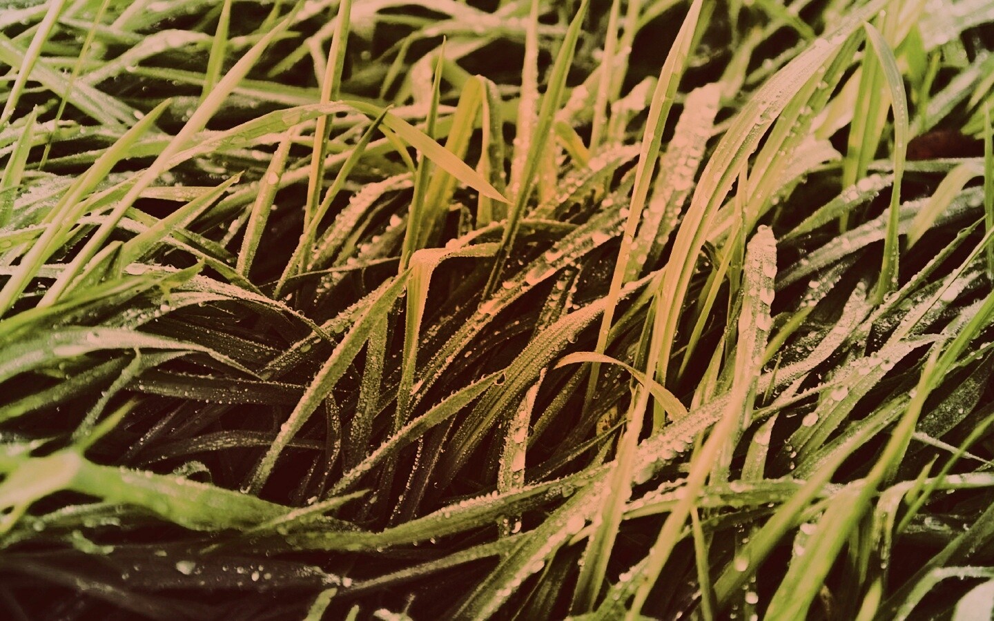 Роса на траве обои