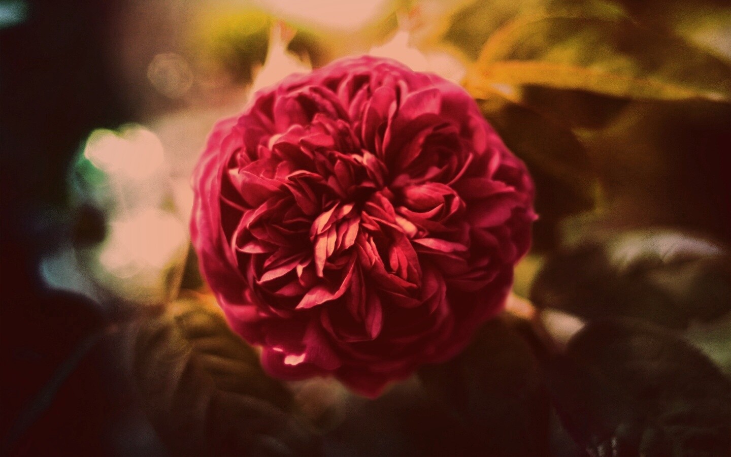 Клевер крупным планом обои