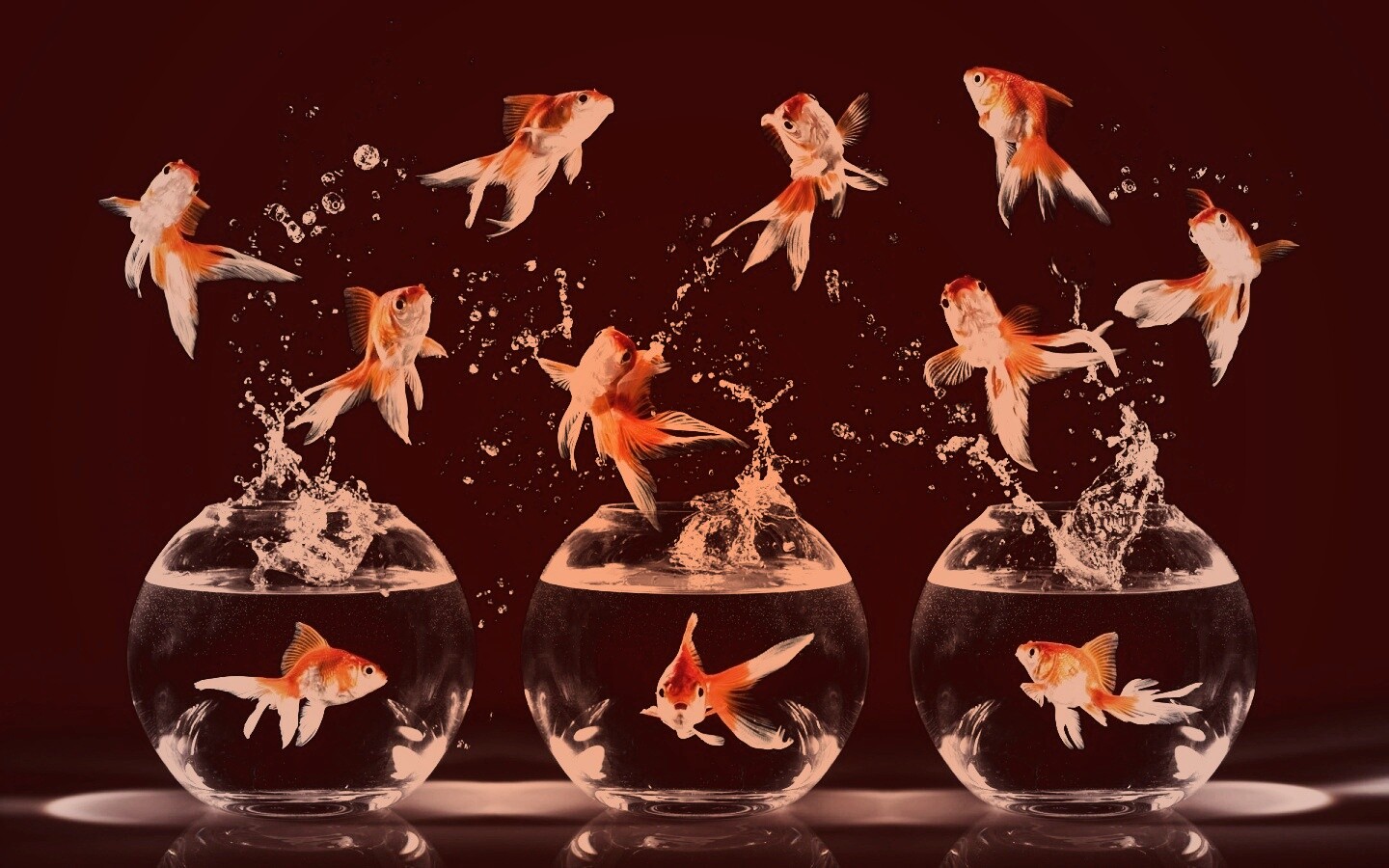 Аквариумы жонглируют рыбами обои