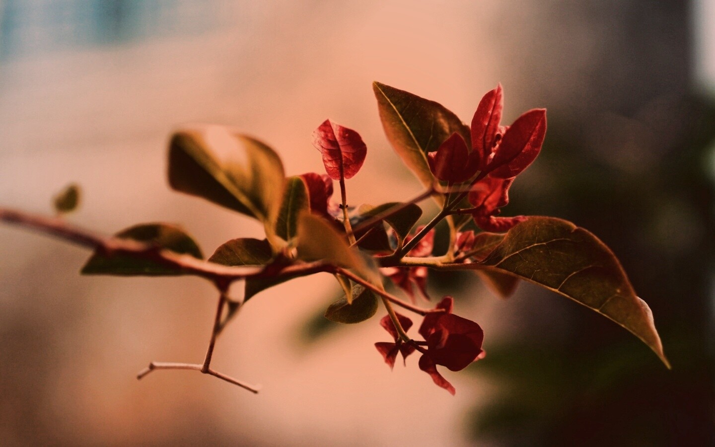 Разноцветные листья обои