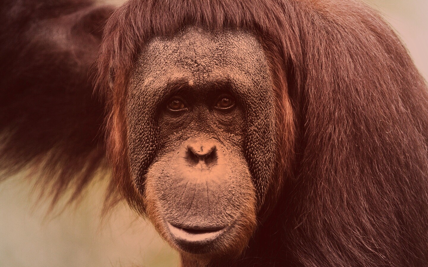 Орангутан обои