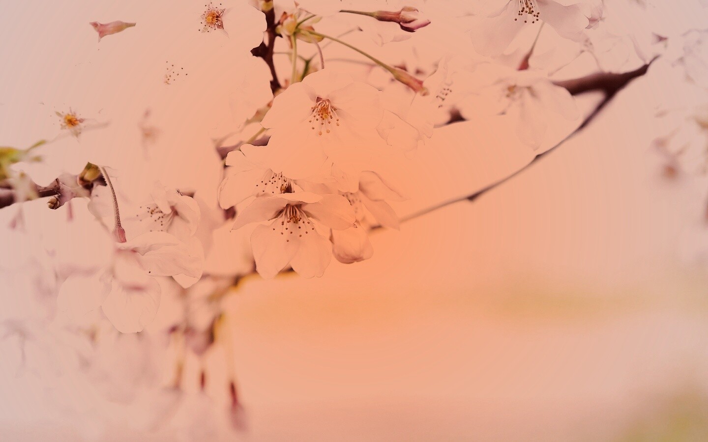 Цветение вишни обои