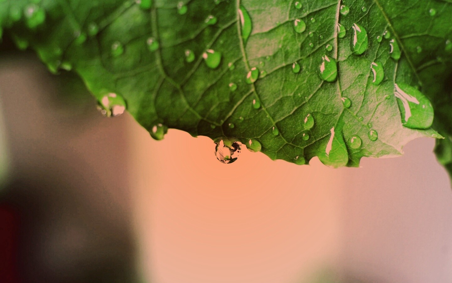 Роса на листе в макро обои