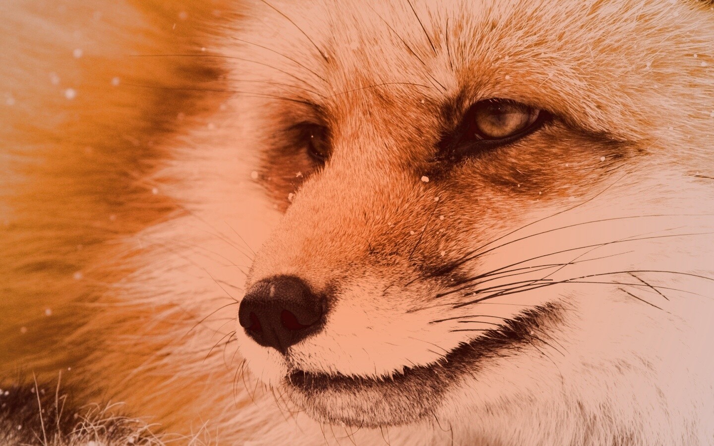Морда рыжей лисы обои