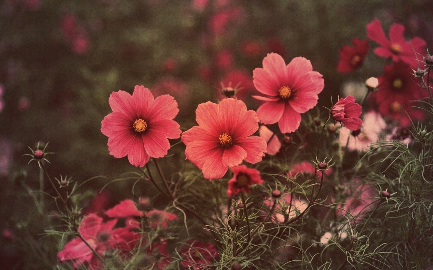 Яркие розовые цветы обои