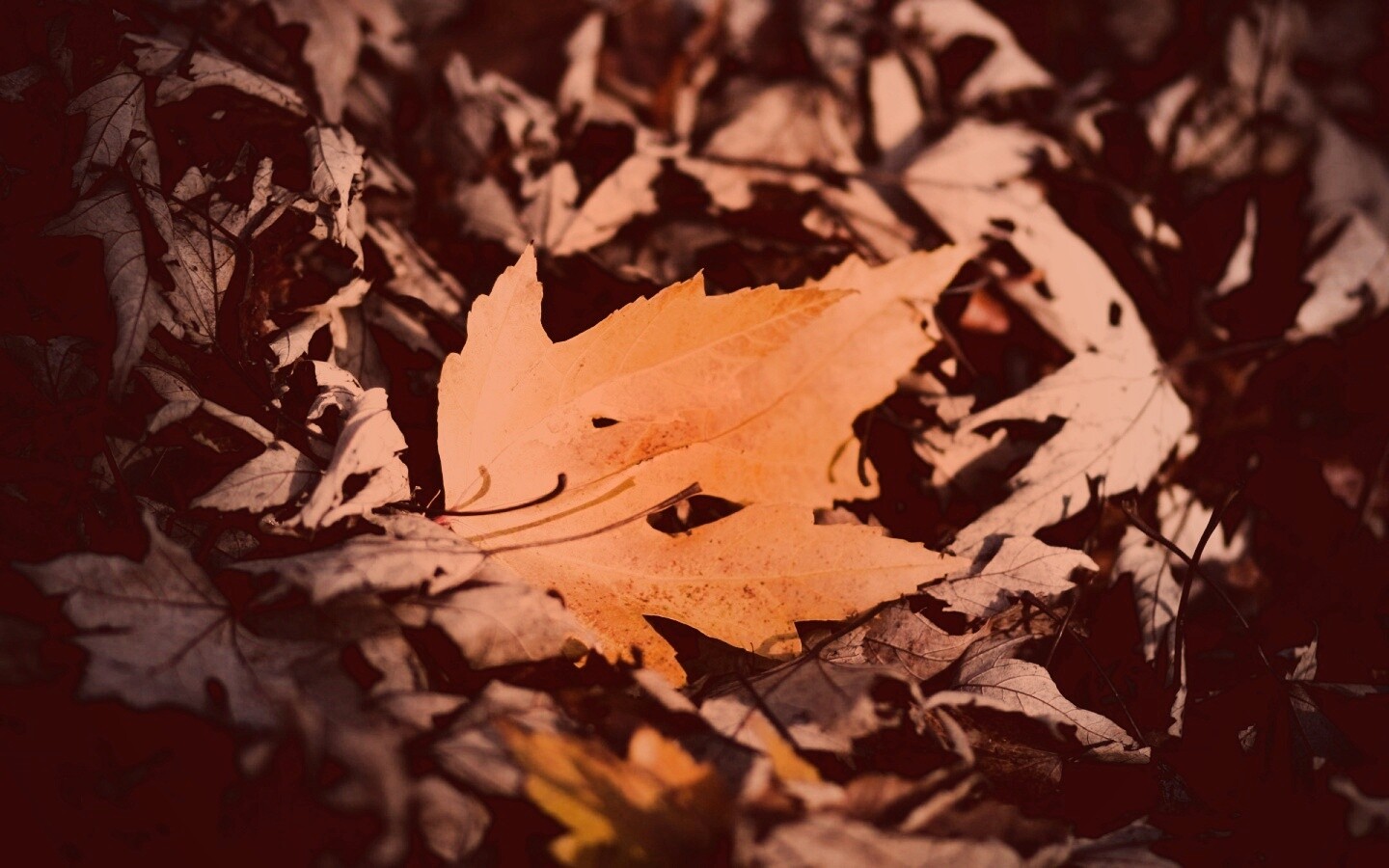 Мёртвая листва обои