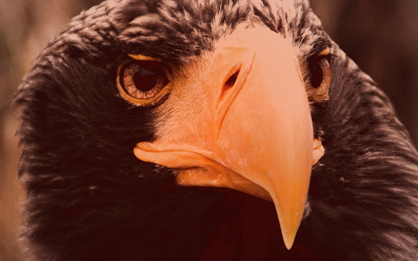 Орёл - птица гордая обои