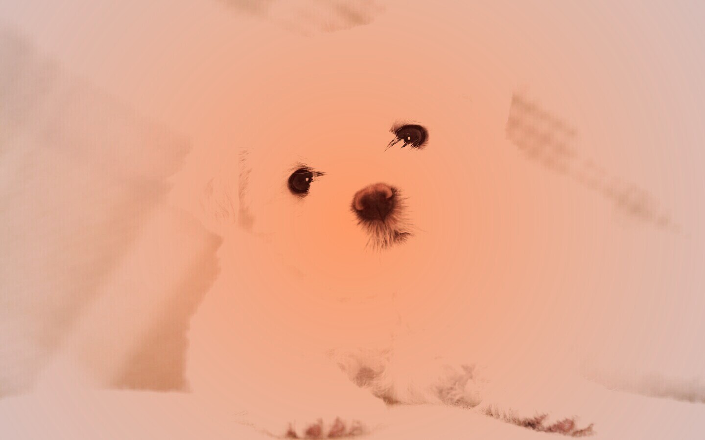 Щенок мальтийской болонки обои