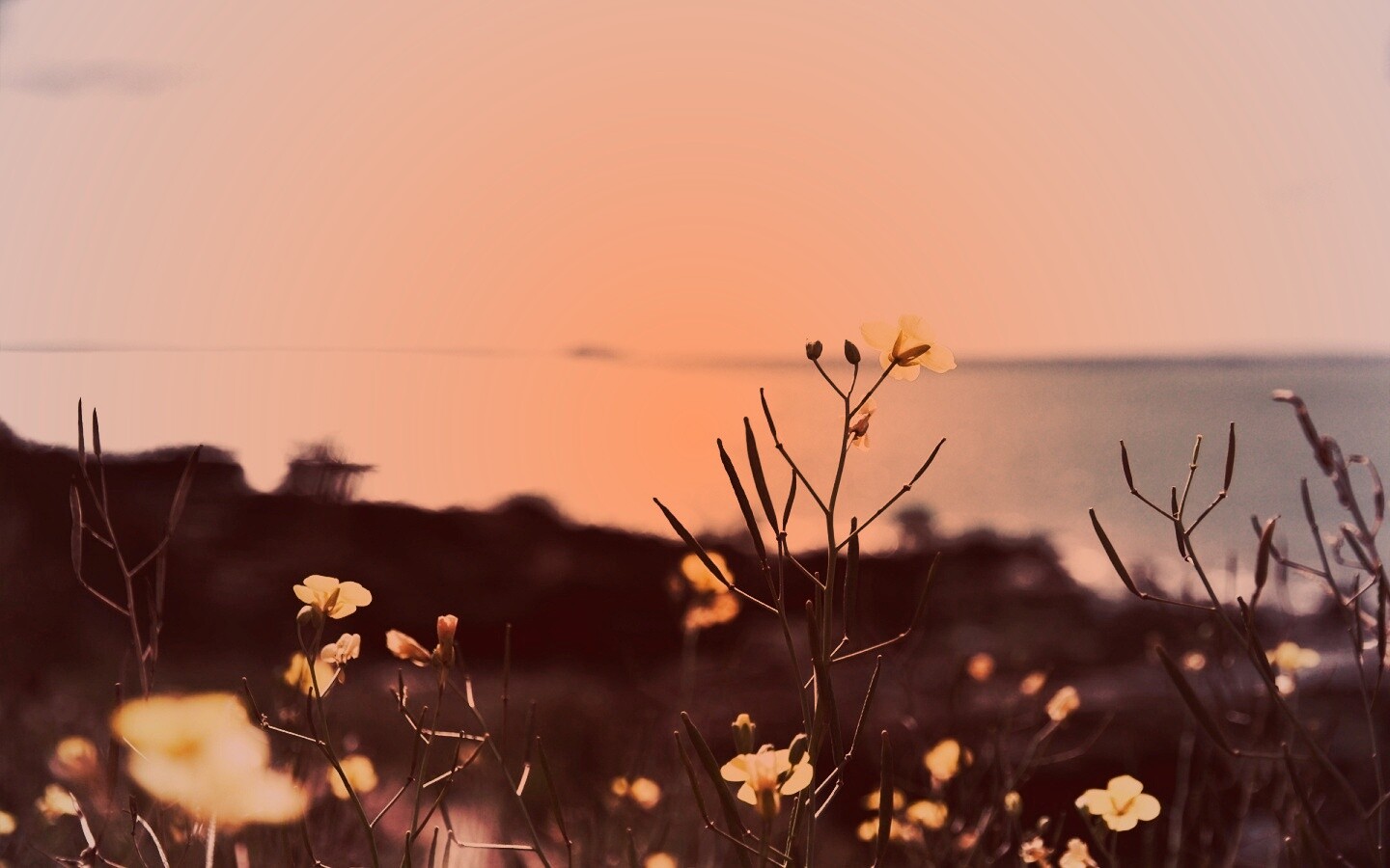 Мелкие жёлтые цветы обои