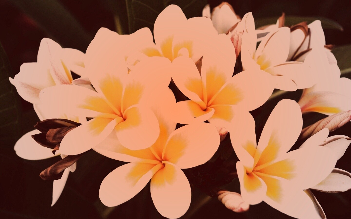 Прекрасные цветы обои