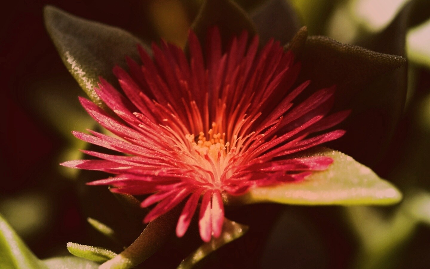 Чудесный цветок обои