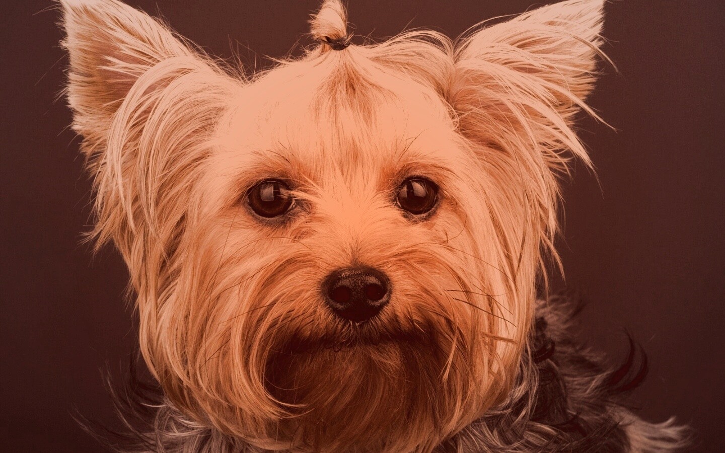Йоркширский терьер обои