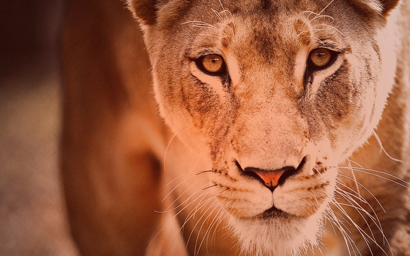 Портрет хищника обои