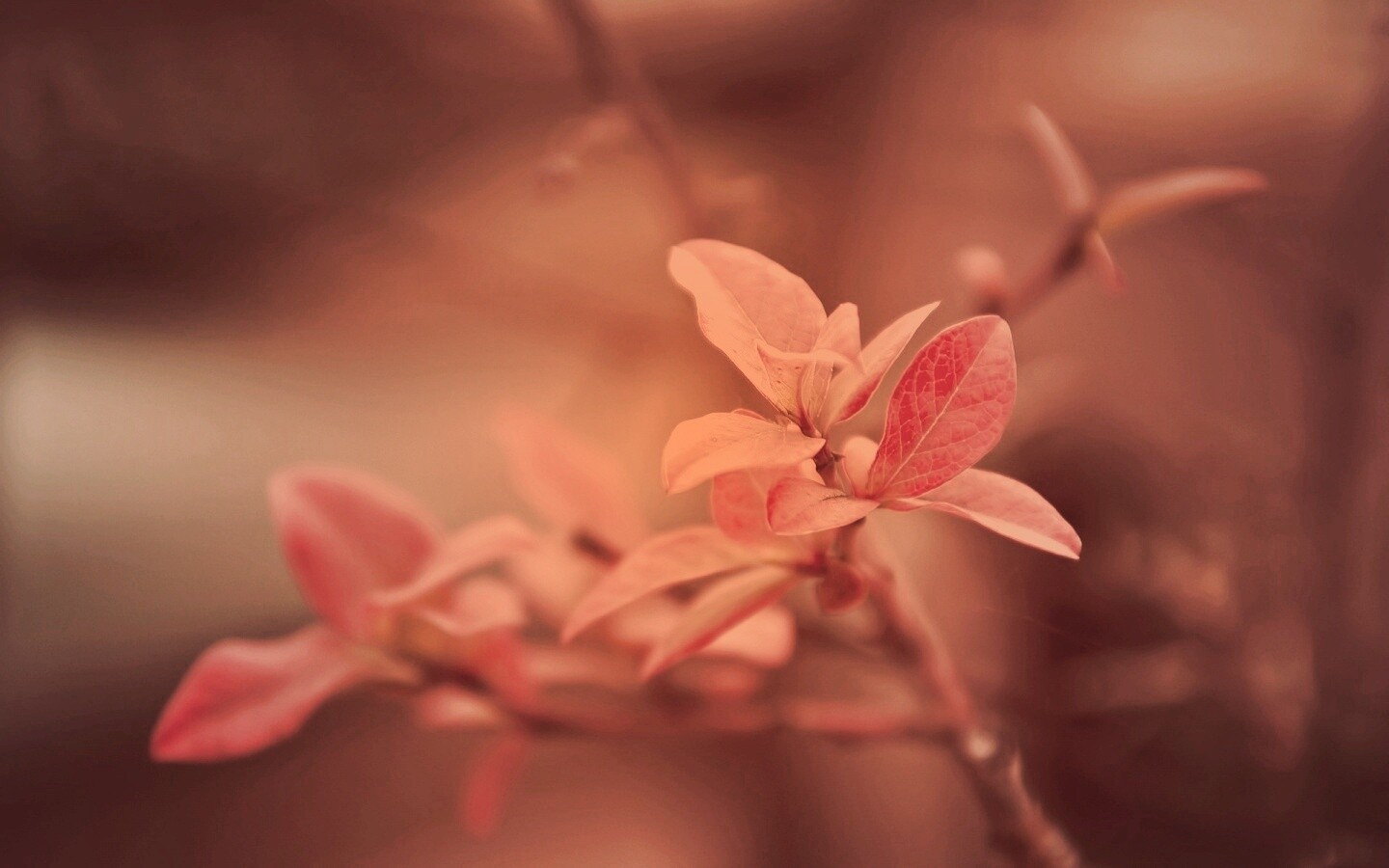 Красные листья на ветке обои