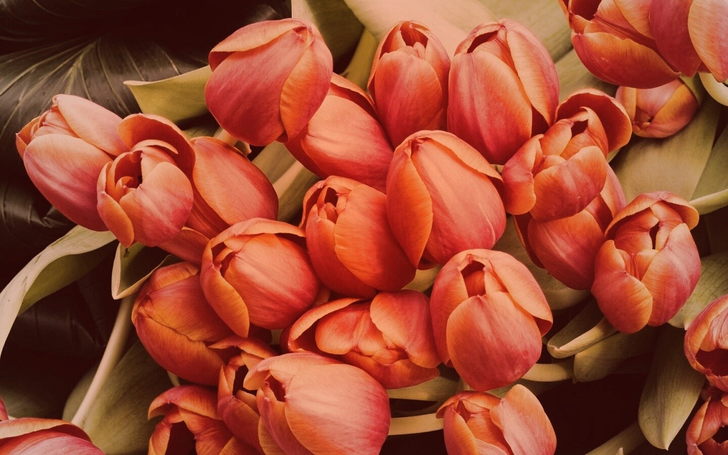 Букет красных тюльпанов обои