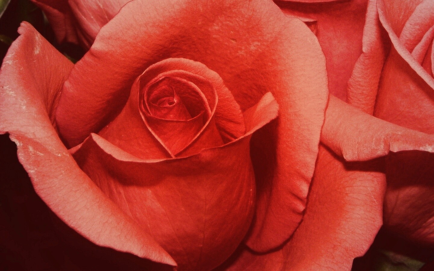 Бутон розы обои