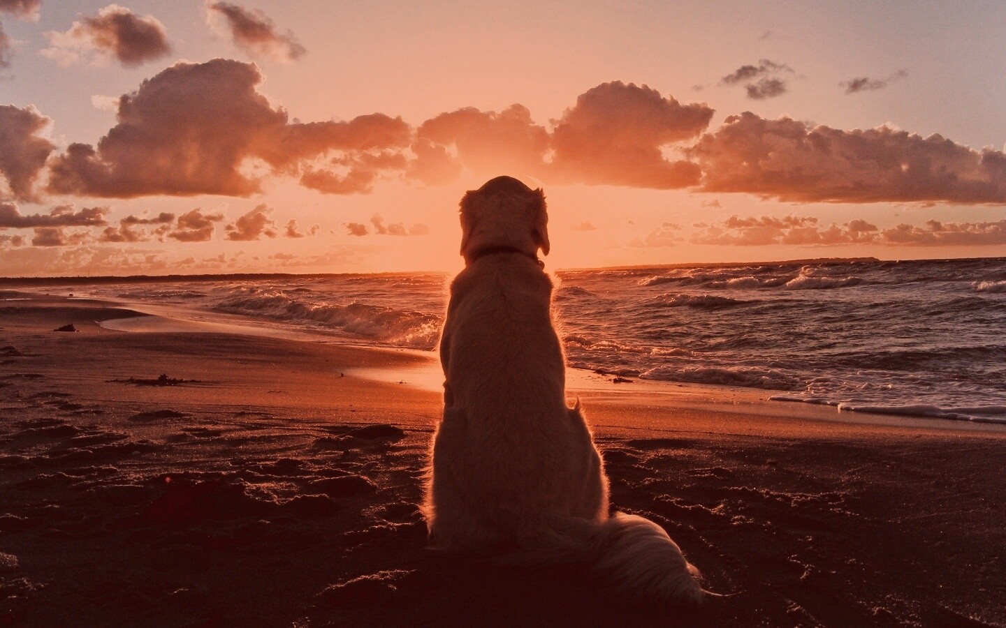 Собака наблюдающая закат на пляже обои