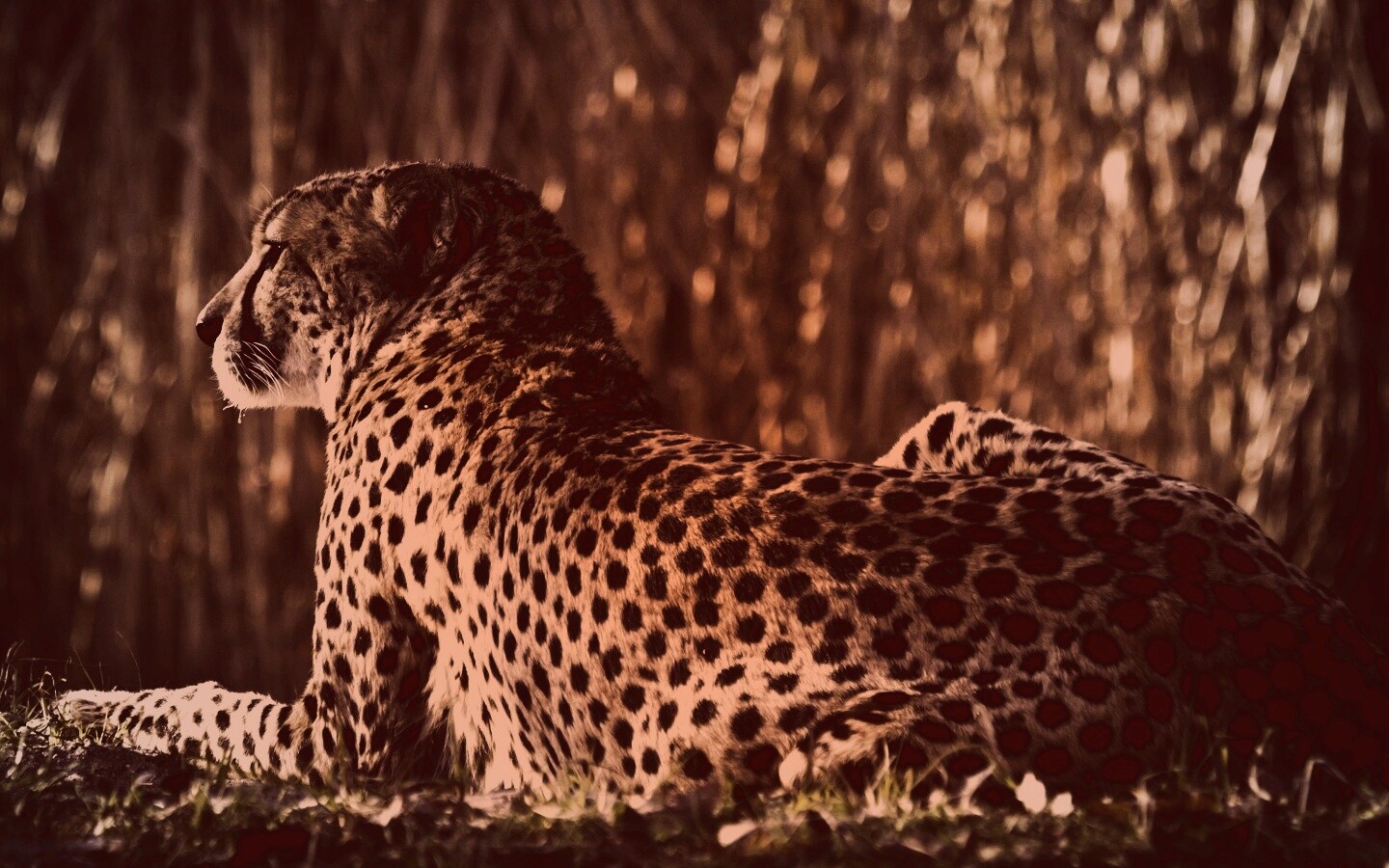 Гепард обои