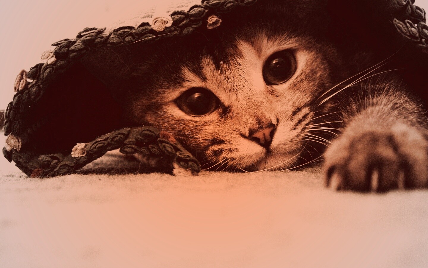 Кот под ковриком обои