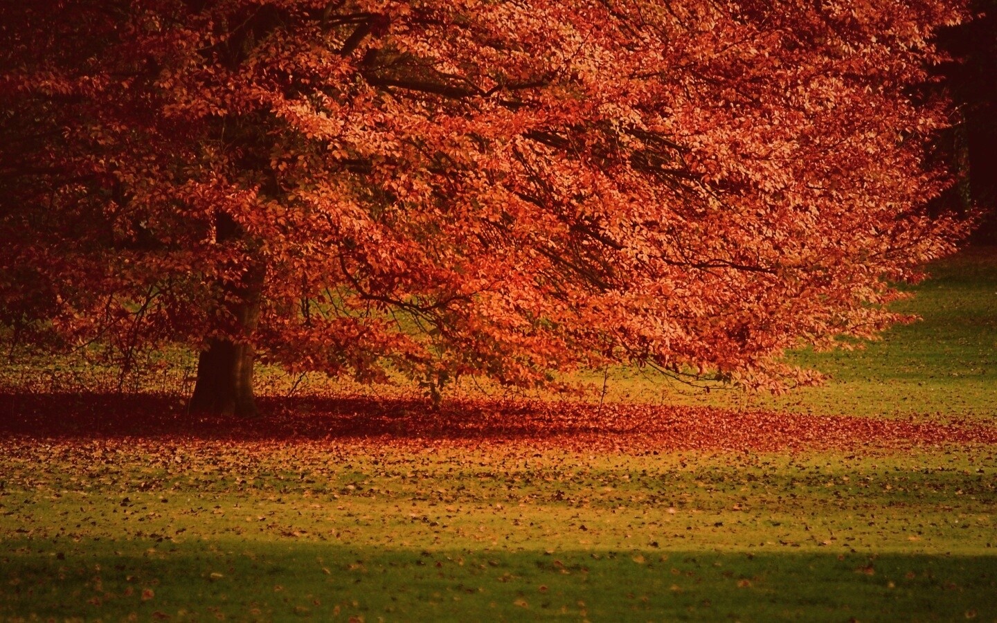 Пожелтевшее дерево с облетающей листвой обои