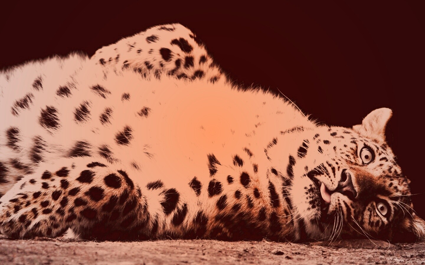 Большая пятнистая кошечка обои