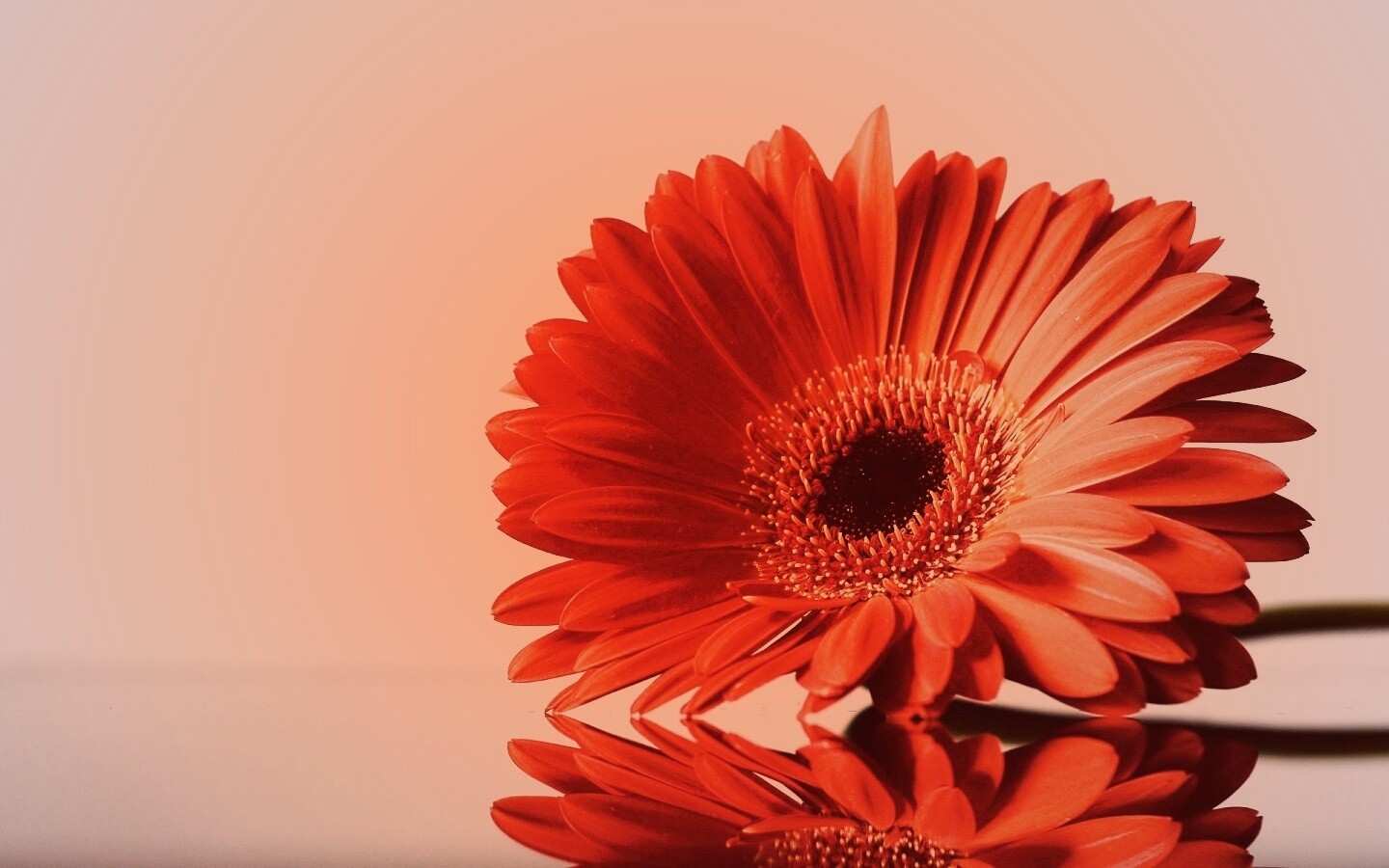 Гербер на стекле обои