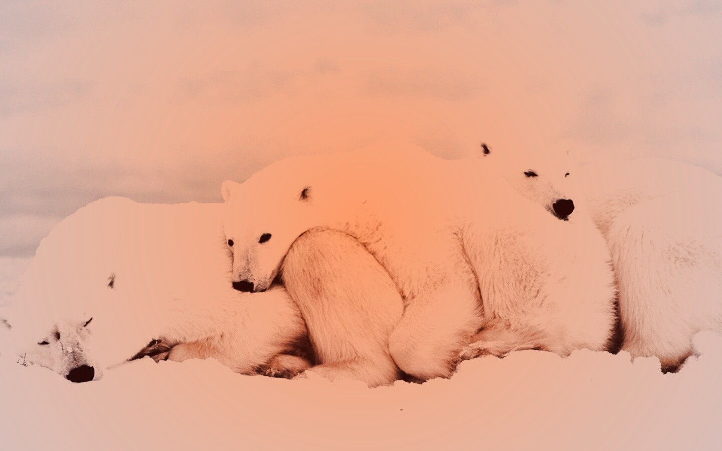 Белые мишки спят обои