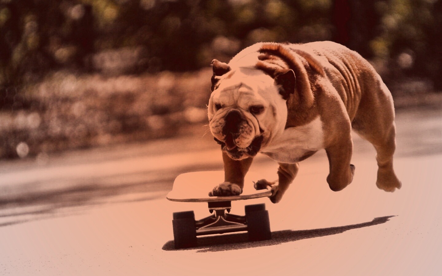 Собака на скейтборде обои