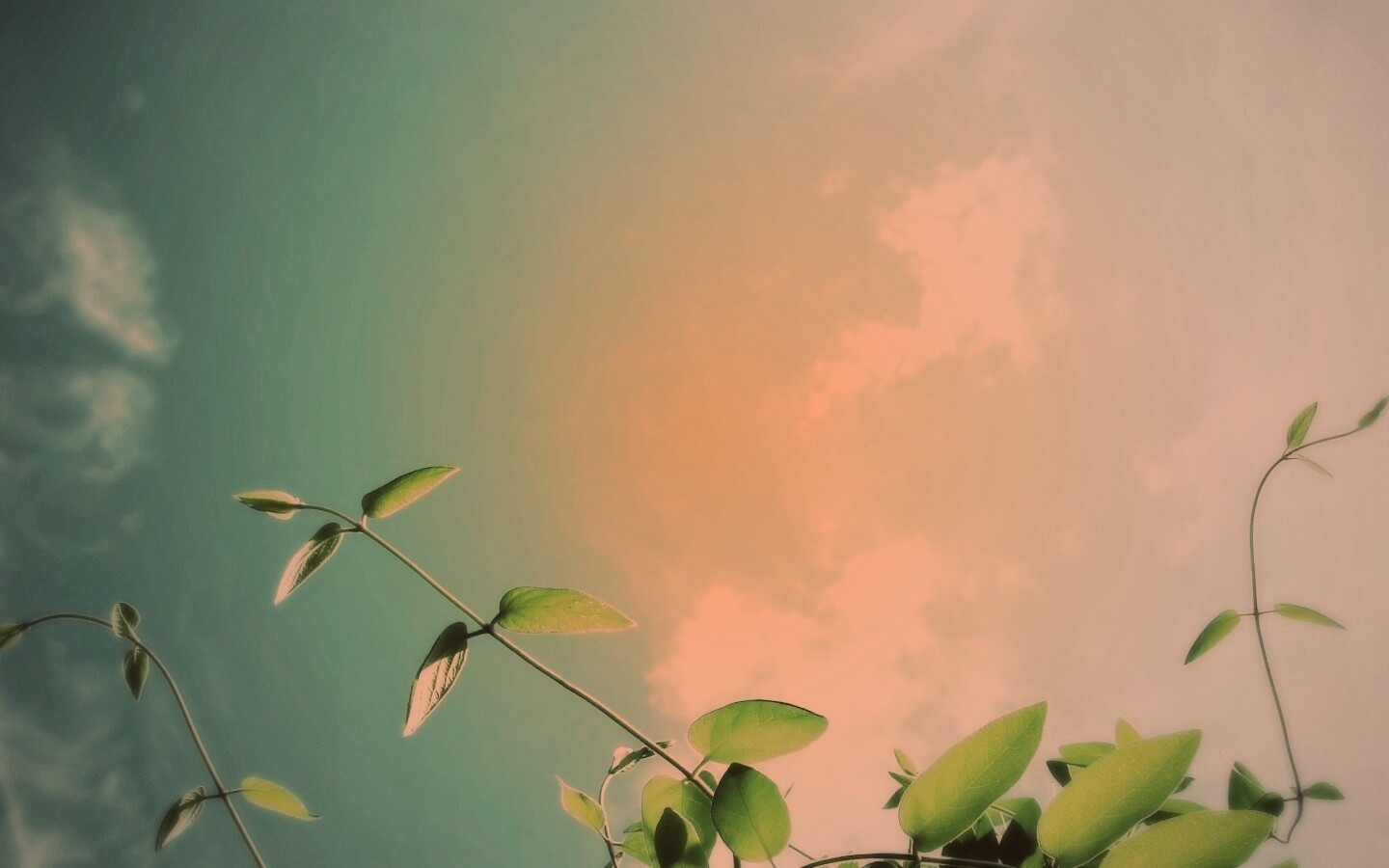 Веточки на фоне неба обои