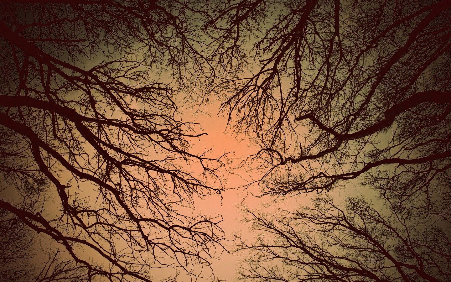 Голые кроны деревьев на фоне неба обои