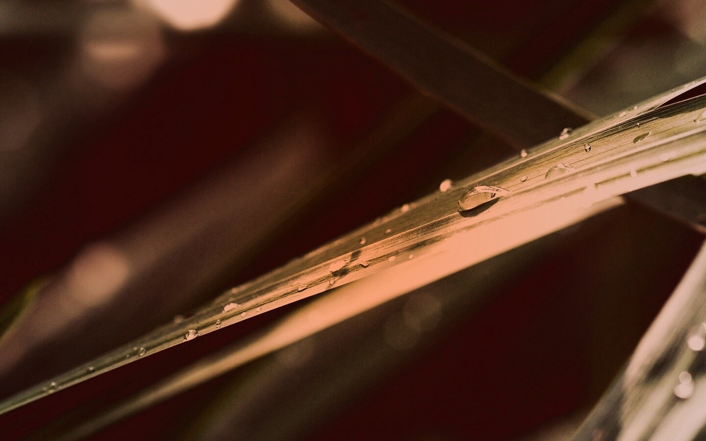 Капли росы на листе обои