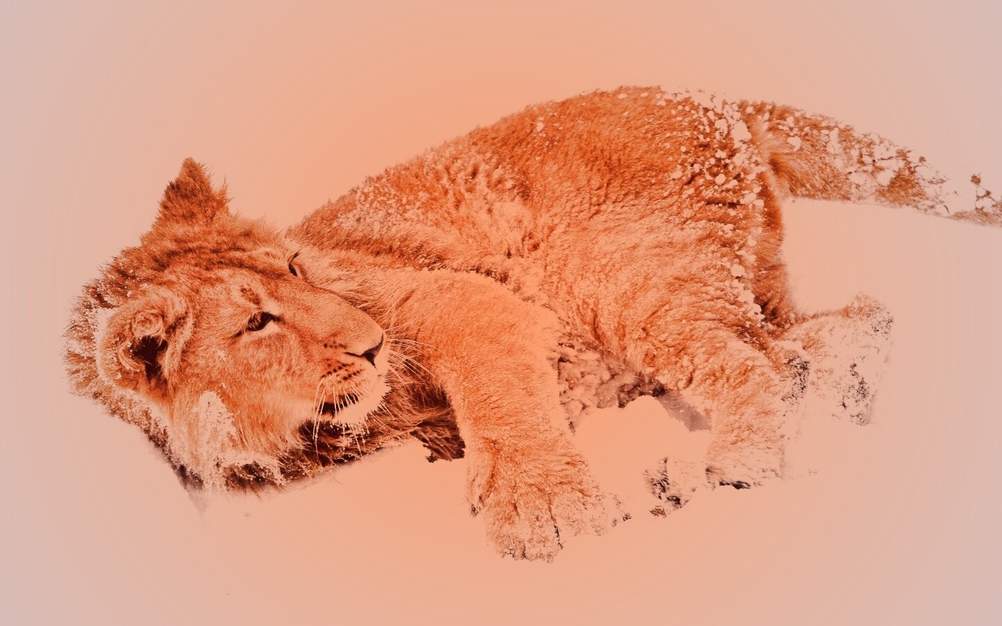 Львёнок в снегу обои