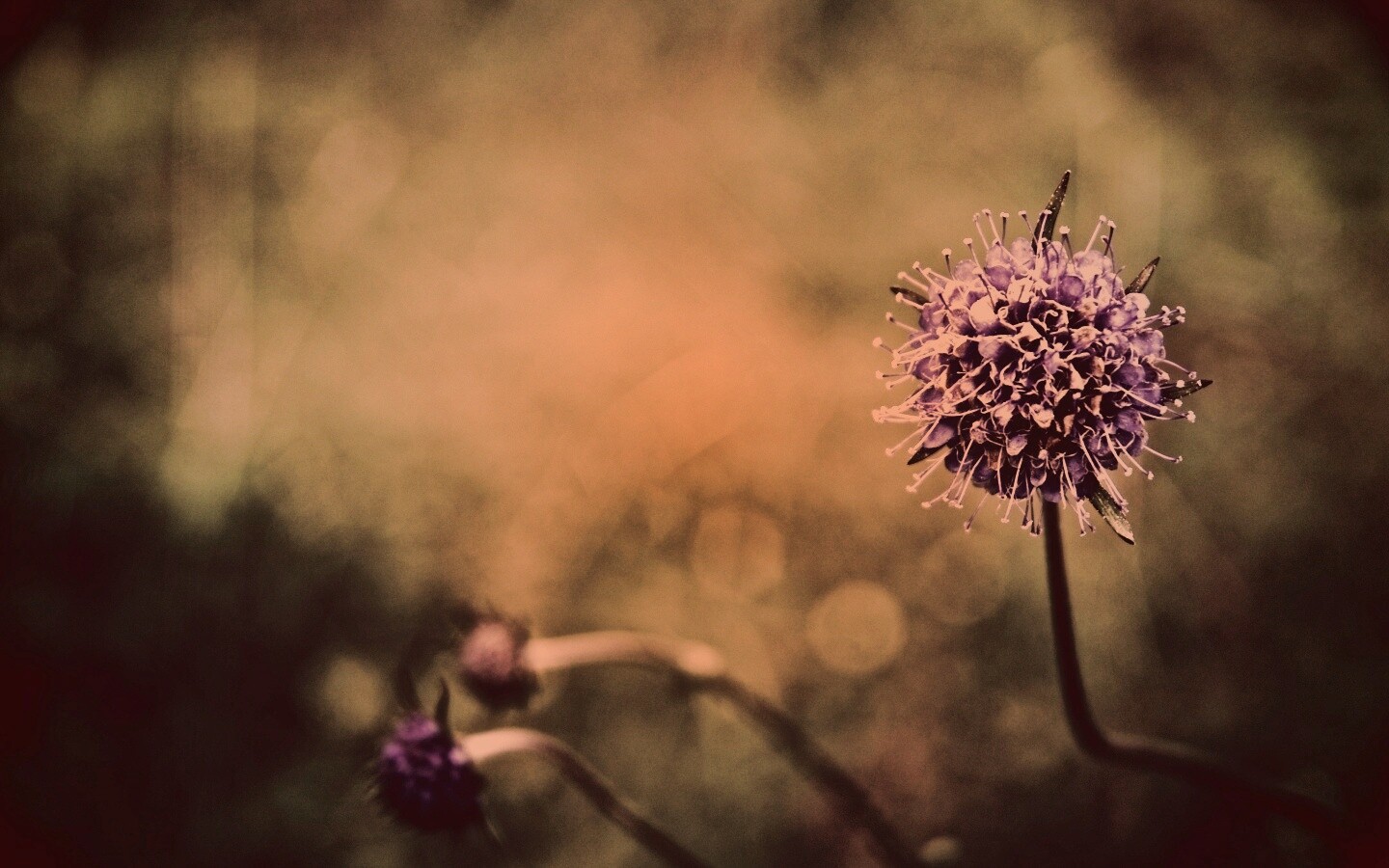 Цветок в макро обои