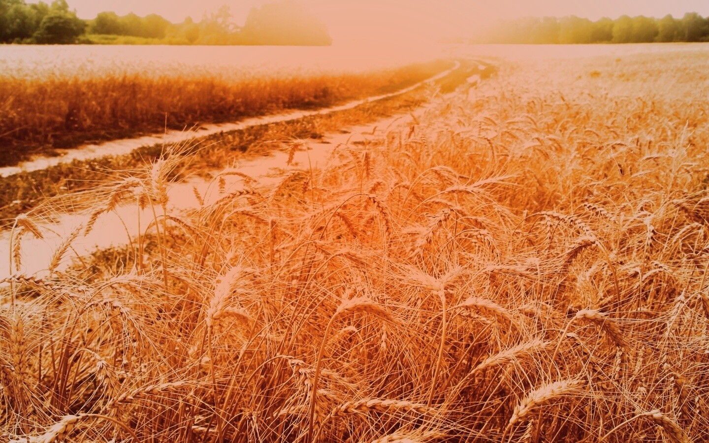 Речка среди поля обои