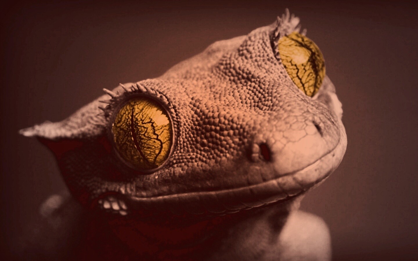 Ящерка обои