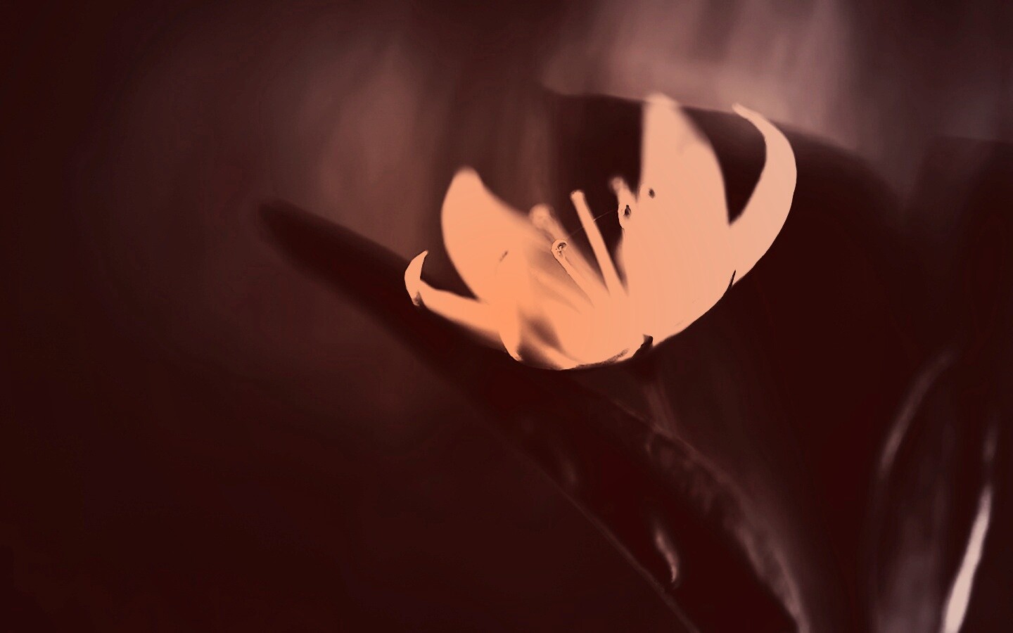 Белый цветок обои