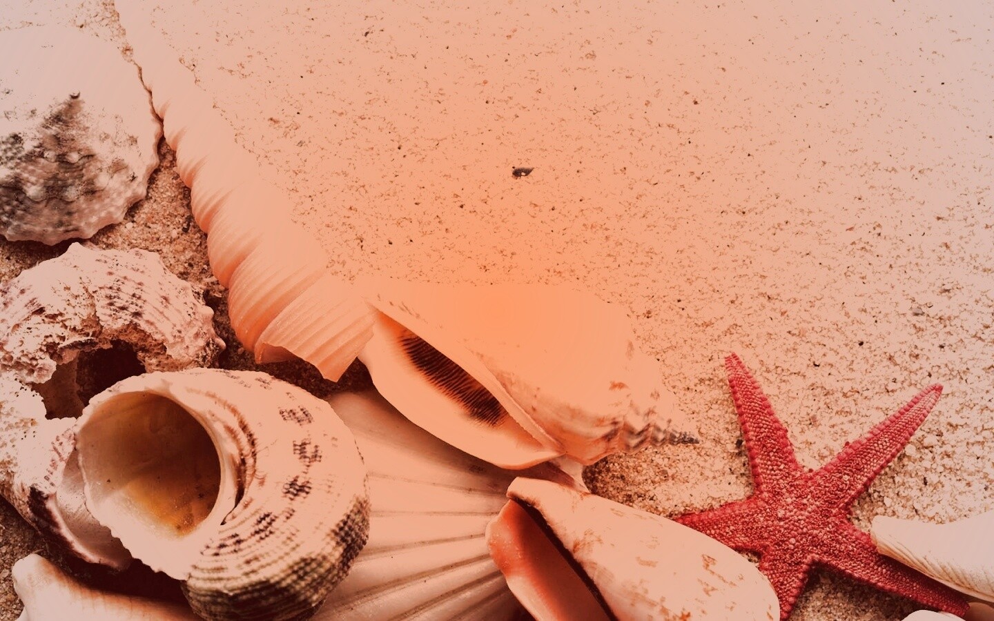 Морские раковины и звезды обои