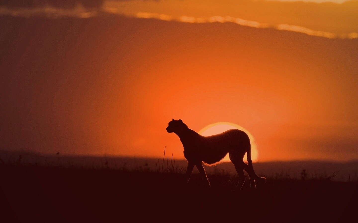 Гепард на закате обои