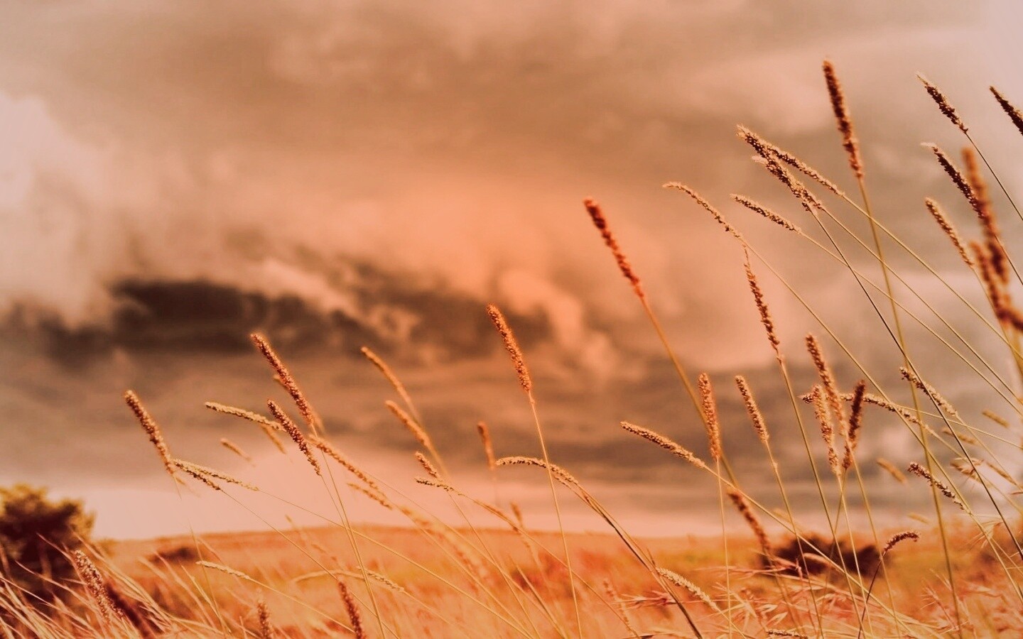 Золотистое поле обои