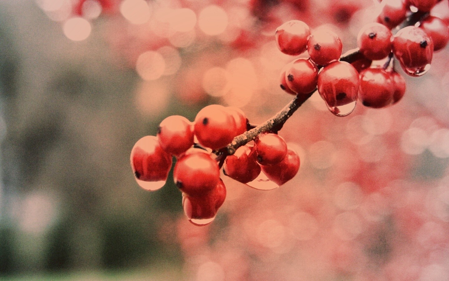 Капли росы на ягодах рябины обои