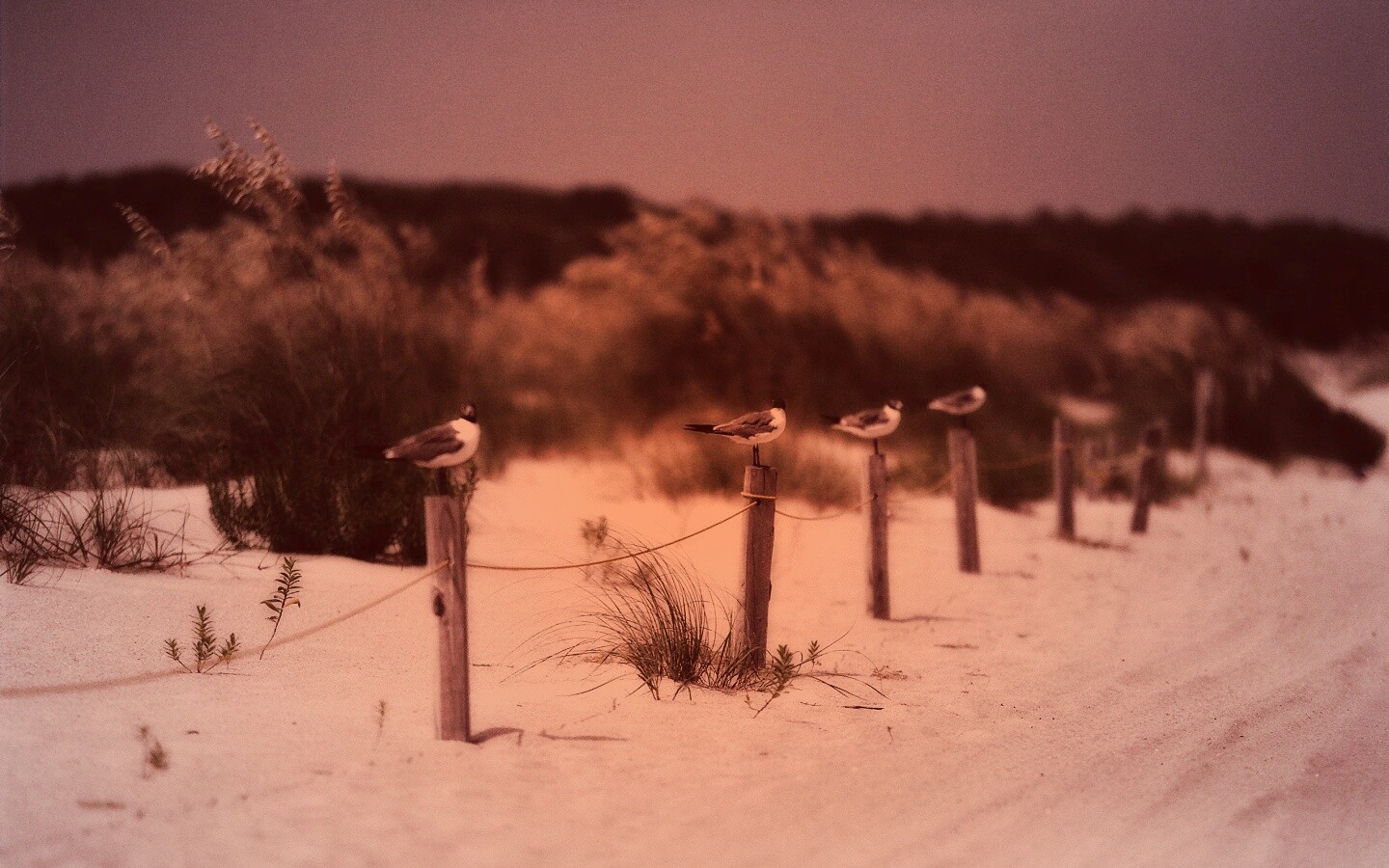 Птички на столбиках обои