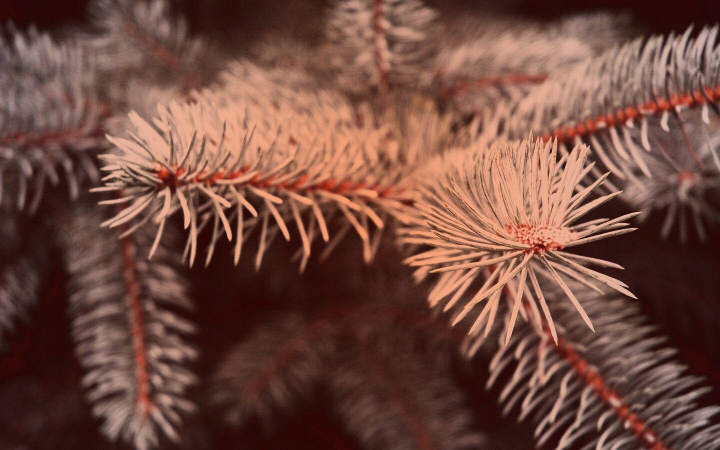 Ветки голубой ели обои