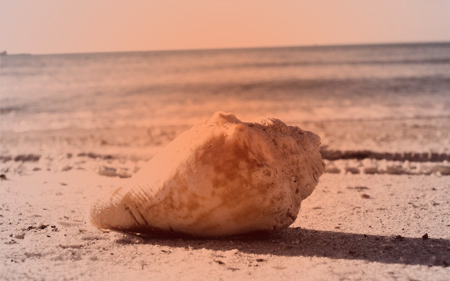 Морская раковина на пляже обои