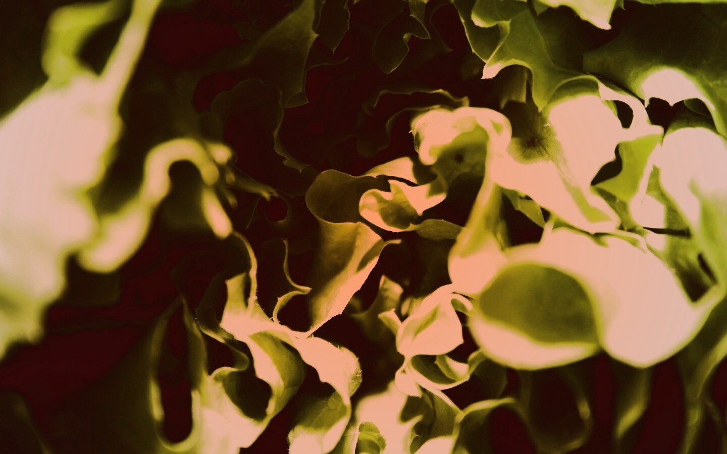 Зеленая листва обои