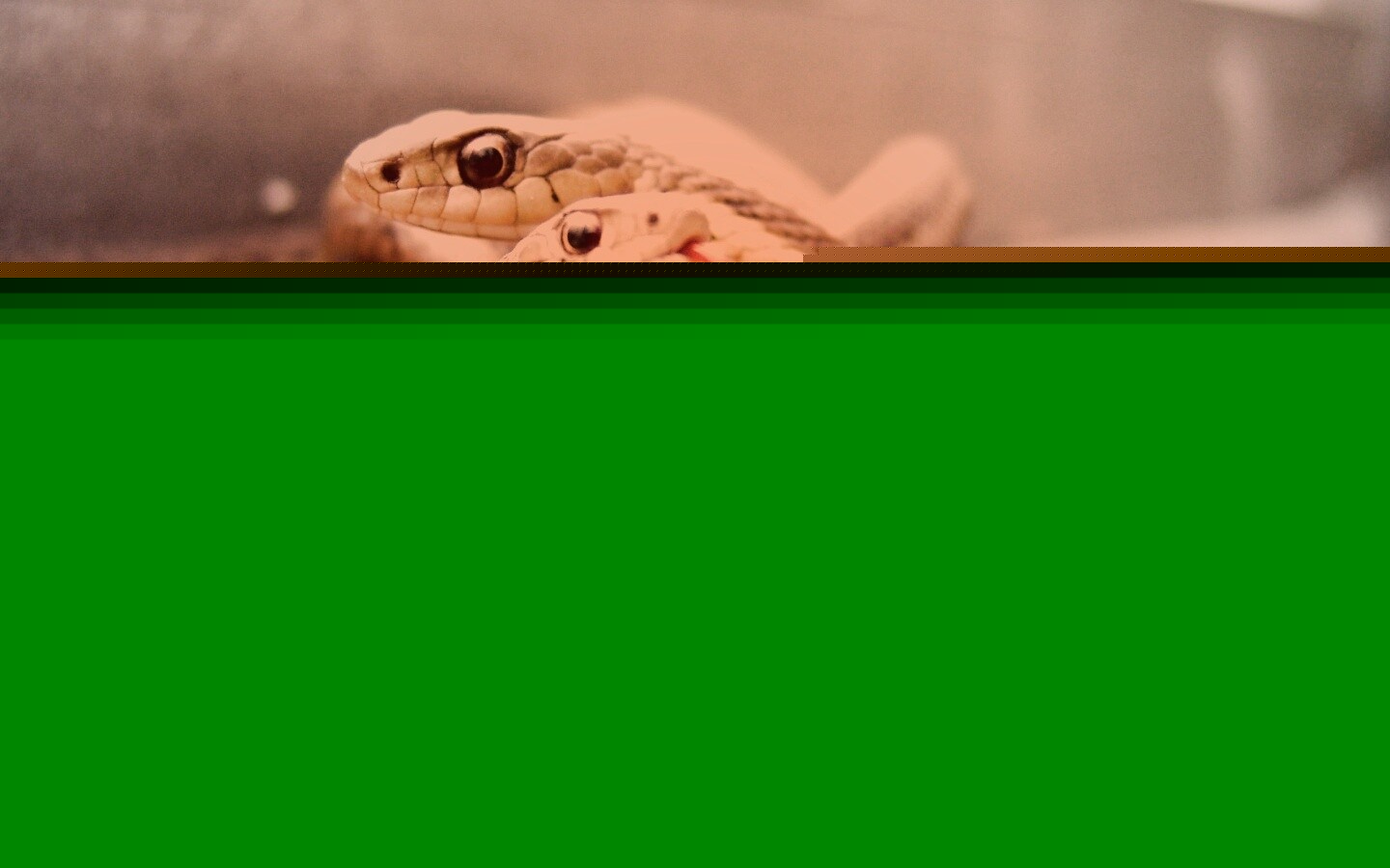 Клубок змей обои