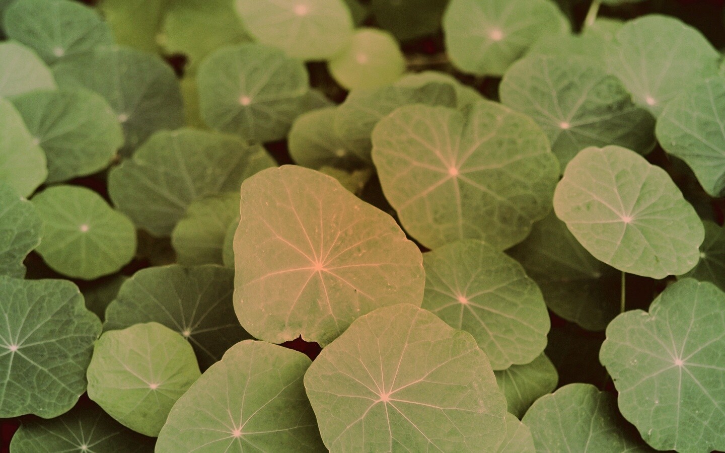 Настурция обои