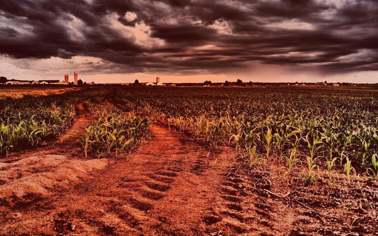 Кукурузное поле у фермы обои