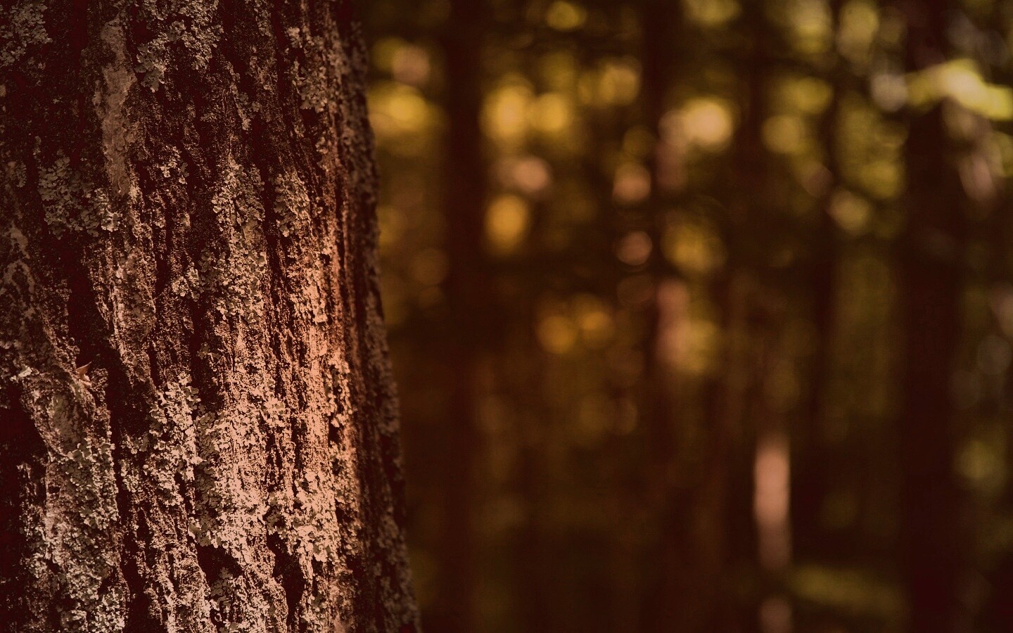Ствол дерева обои
